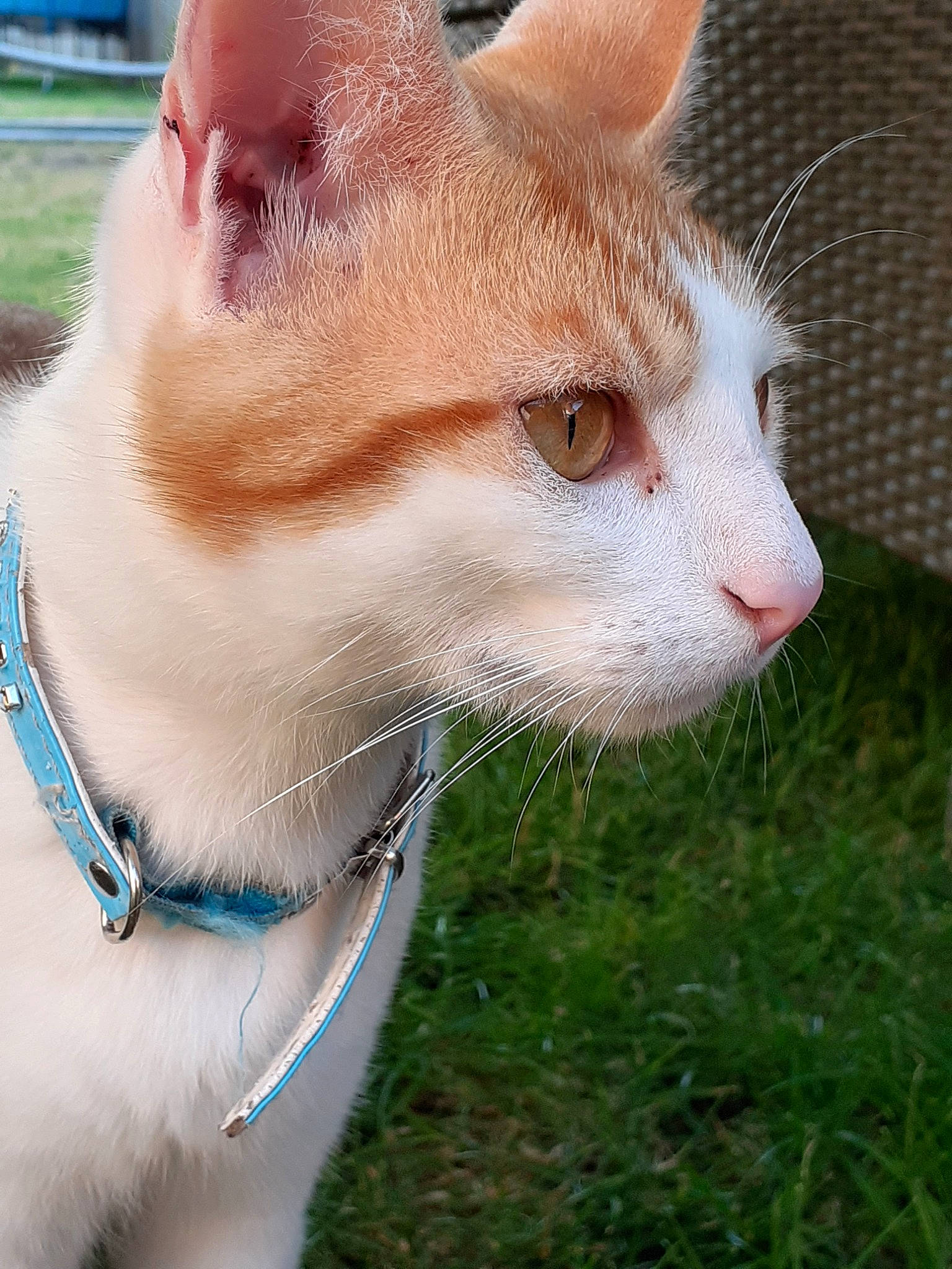 Kiri a rejoint le concours — aidez-le/la à gagner de superbes lots ! aegean_cat, carnivore, cat, domestic_short_haired_cat, fawn, felidae, german_rex, mammal, small_to_medium_sized_cats, snout, turkish_van, whiskers