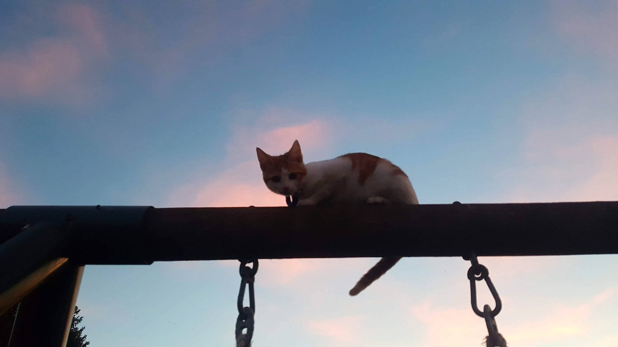 Kiri a rejoint le concours — aidez-le/la à gagner de superbes lots ! carnivore, cat, cloud, felidae, roof, sky, small_to_medium_sized_cats, sunlight, tail, tonkinese