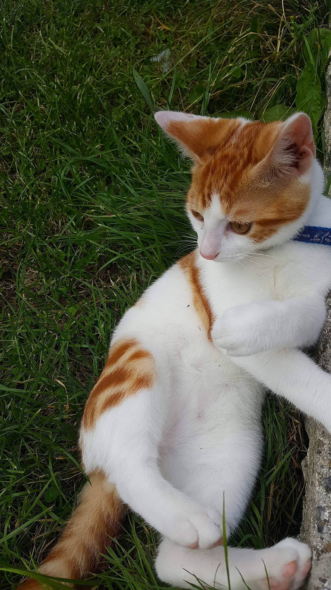 Kiri a rejoint le concours — aidez-le/la à gagner de superbes lots ! aegean_cat, american_wirehair, carnivore, cat, domestic_short_haired_cat, european_shorthair, fawn, felidae, fur, german_rex, grass, kitten, mammal, polydactyl_cat, small_to_medium_sized_cats, tabby_cat, tail, whiskers