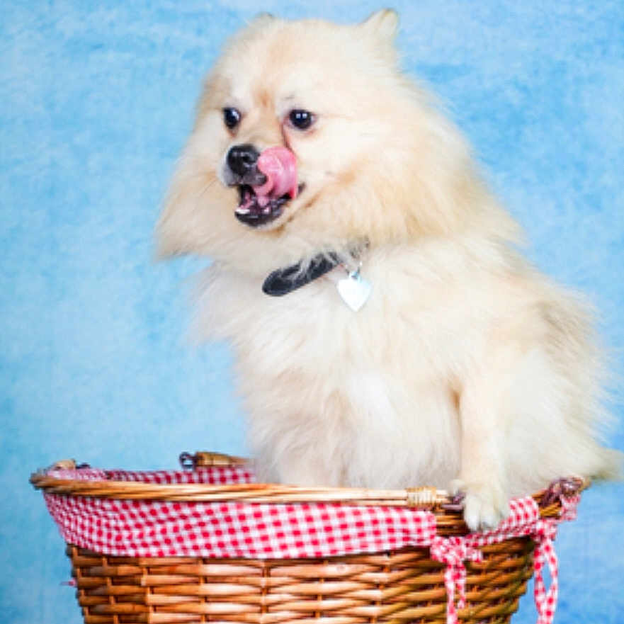 Apollo participe au concours pour gagner de l'argent avec cette photo : animal, basket, canine, cockerspaniel, dog, eskimodog, fun, grass, husky, lawn, leisureactivities, pet, picnic, plant, puppy, whitedog