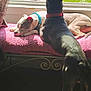 Dinky is registered to the contest to win money with this photo: dog, window, sunlight, blanket, indoor, resting, standing, pet, collar, furniture, greenery, daylight, relaxing, animal, domestic, companions, curtains, pink, metal_frame, peaceful