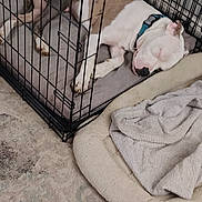 Dinky is registered to the contest to win money with this photo: dog, crate, sleeping, pet_bed, blanket, carpet, indoor, resting, canine, collar, furniture, cozy, animal, home, relaxation, cage, comfort, domestic, quiet, bed