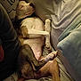 Dinky joined the competition — help win amazing prizes! dog, sleeping, bed, pillow, blanket, relaxed, pet, canine, indoors, cozy, resting, fur, animal, comfort, domestic, cute, peaceful, laying, snout, paw