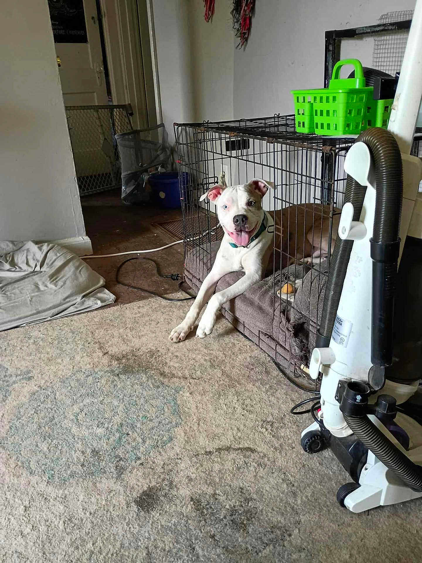 Dinky joined the competition — help win amazing prizes! dog, crate, indoor, vacuum_cleaner, carpet, pet, happy, relaxed, cage, green_basket, floor, home, domestic, animal, tongue_out, white_dog, brown_dog, collar, toy, resting