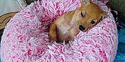 Toots is registered to the contest to win money with this photo: puppy, dog, bed, pink, fluffy, cute, resting, sleepy, cozy, blue_blanket, knitted, furniture, couch, small_dog, pet, animal, indoor, relaxing, soft, adorable