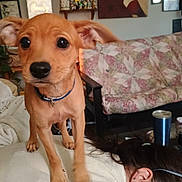 Tootsie Pop is registered to the contest to win money with this photo: brown, closeup, collar, couch, cup, decor, dog, earrings, ears, eyes, furniture, hair, indoor, living_room, patterned, person, pet, puppy, sitting, table