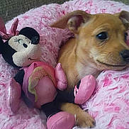 Tootsie Pop joined the competition — help win amazing prizes! animal, bed, comfort, cozy, cute, dog, ears, fluffy, fur, indoor, minnie_mouse, pet, pink, plush_toy, puppy, resting, small, snout, soft, toy