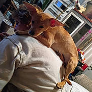 Tootsie Pop is registered to the contest to win money with this photo: brown_dog, casual_clothing, comfort, couch, cozy, curious, decor, dog, ears, furniture, home, household_items, indoor, person, pet, plant, relaxed, shoulder, small_dog, sweatshirt