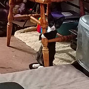 Trouser joined the competition — help win amazing prizes! kitten, cat, black_and_white, wooden_chair, clinging, curious, indoor, rug, floor, furniture, pet, animal, small, cute, home, domestic, playful, looking, legs, cozy