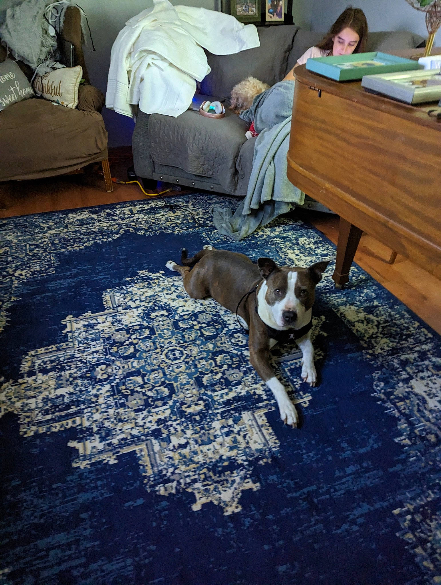 Roscoe joined the competition — help win amazing prizes! carnivore, comfort, companion_dog, couch, dog, dog_breed, fawn, felidae, floor, flooring, furniture, grey, hardwood, lamp, living_room, pillow, small_to_medium_sized_cats, sporting_group, table, wood