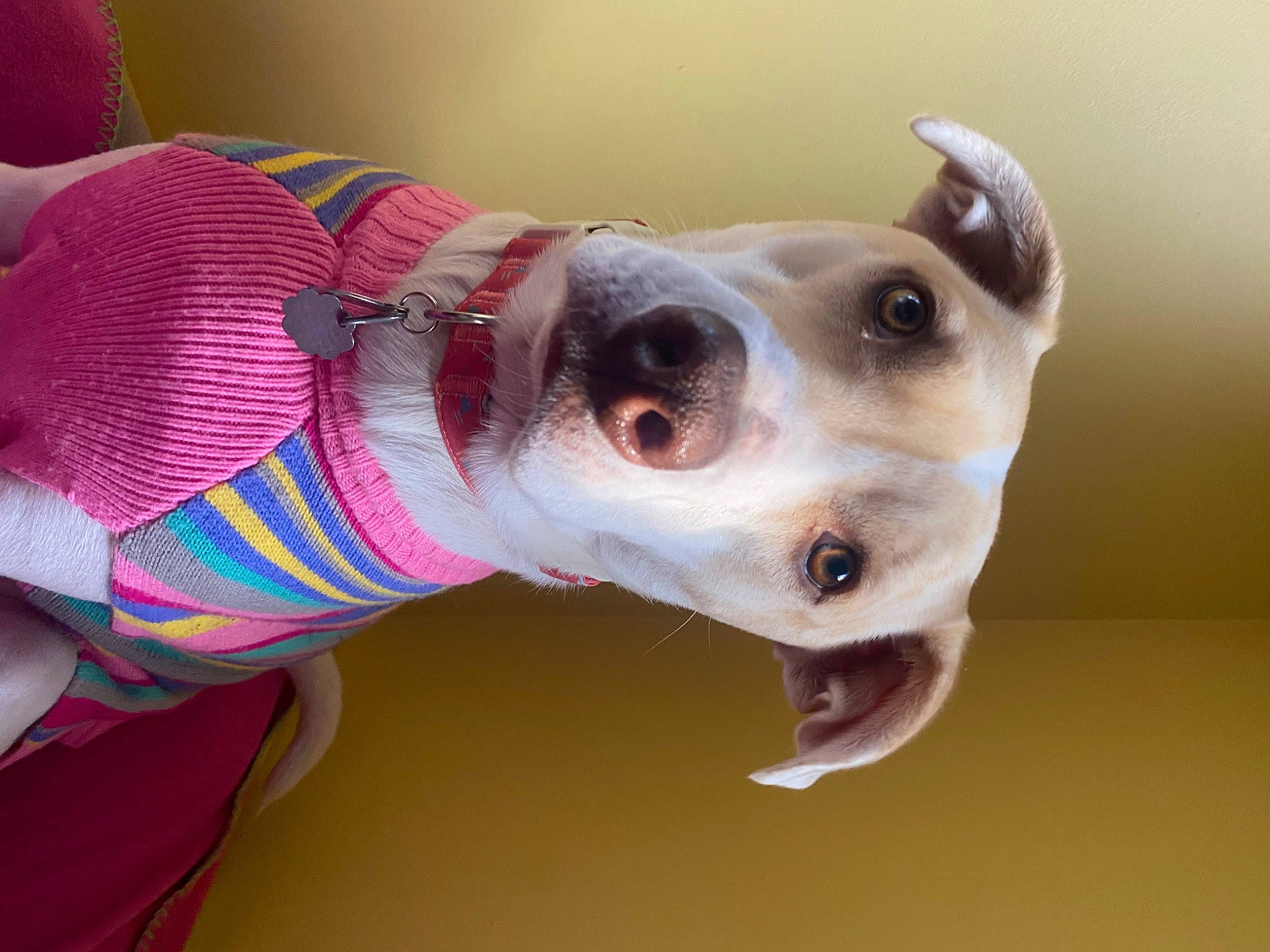 Eleven Bee joined the competition — help win amazing prizes! canidae, carnivore, collar, companion_dog, dog, dog_breed, dog_clothes, dog_collar, dog_supply, ear, fashion_accessory, fawn, magenta, party_hat, pink, snout, sporting_group, toy_dog, whiskers, working_animal