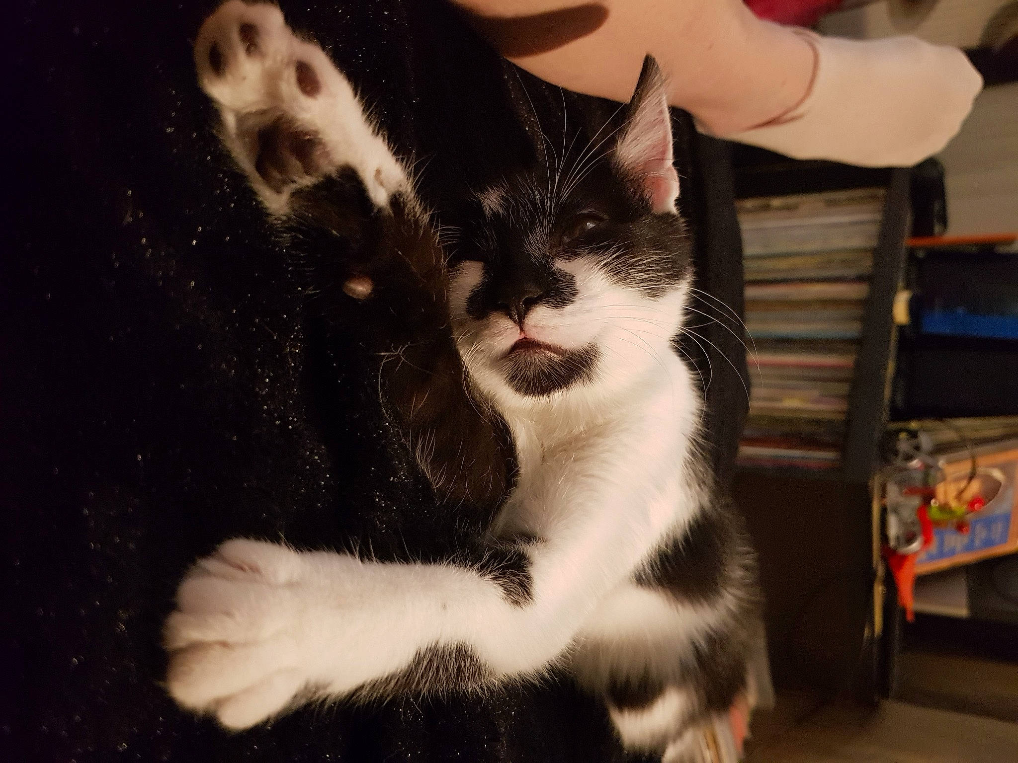 Cayenne participe au concours pour gagner de l'argent avec cette photo : box, carnivore, cat, claw, domestic_short_haired_cat, felidae, foot, formal_wear, fur, human_leg, lap, moustache, paw, sitting, small_to_medium_sized_cats, snout, tail, whiskers