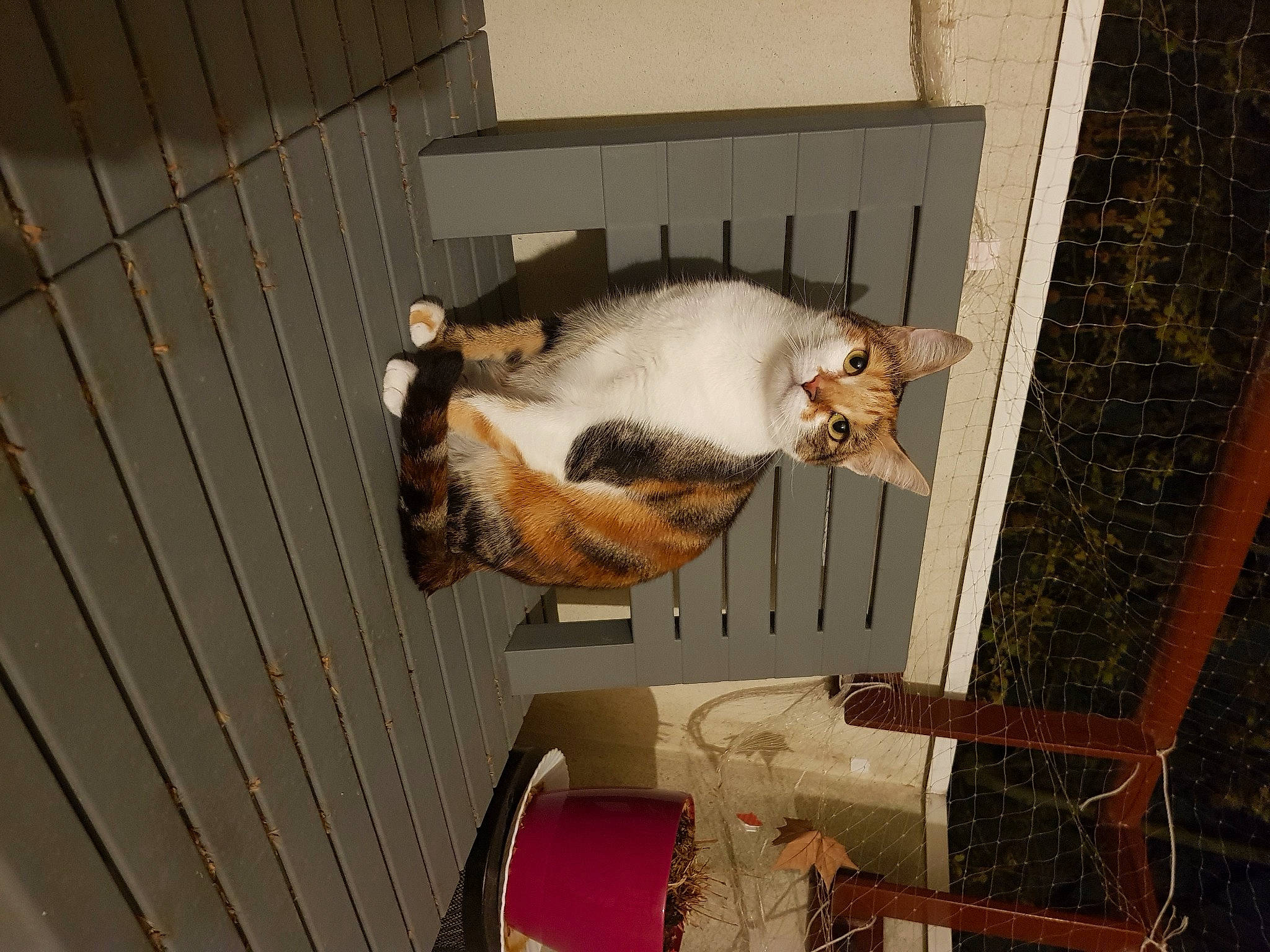 Cayenne a rejoint le concours — aidez-le/la à gagner de superbes lots ! animal_shelter, carnivore, cat, collar, domestic_short_haired_cat, fawn, felidae, fur, pet_supply, room, small_to_medium_sized_cats, sporting_group, tail, whiskers, wood