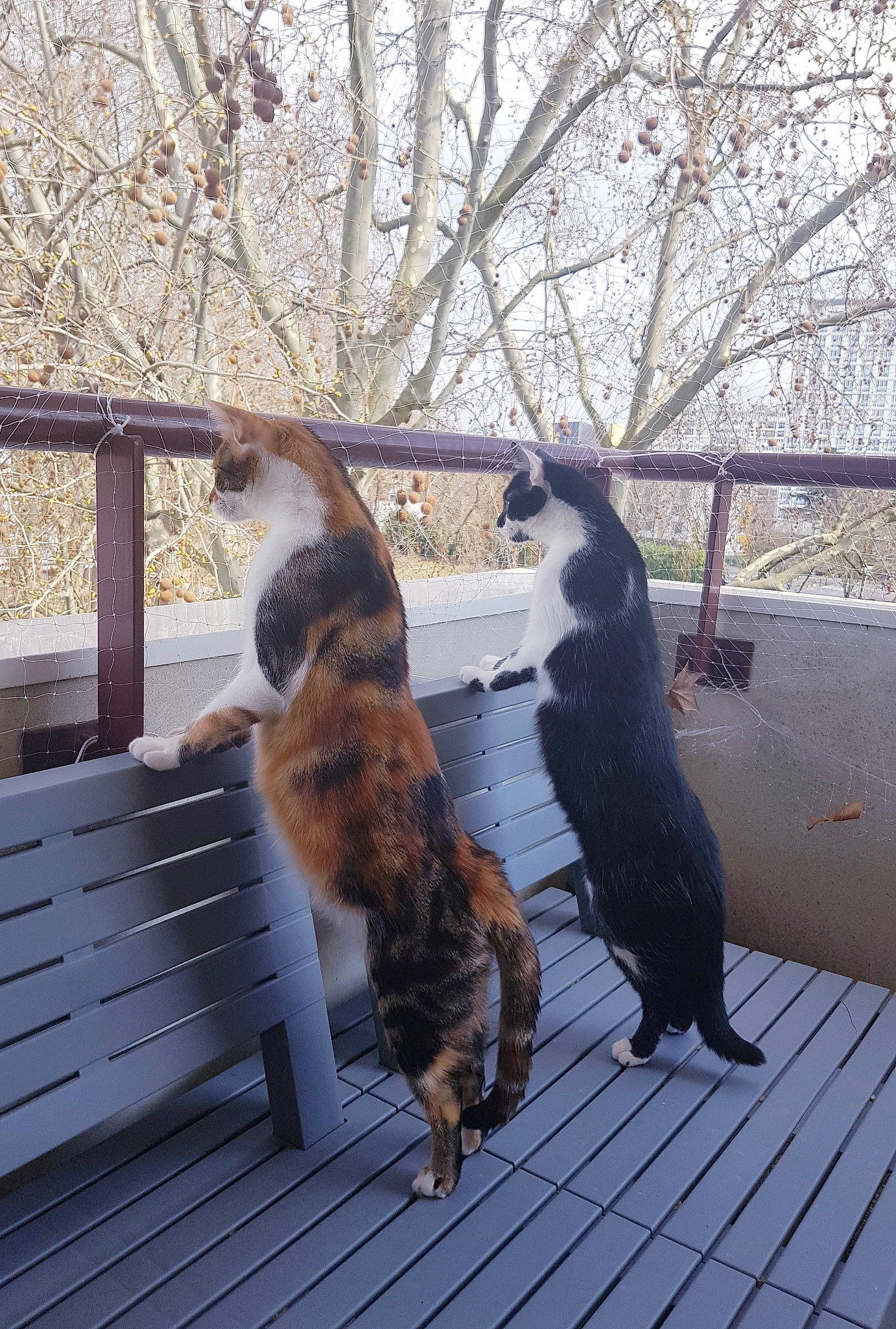 Cayenne a rejoint le concours — aidez-le/la à gagner de superbes lots ! canidae, carnivore, cat, dog_breed, felidae, fur, hardwood, mammal, plant, small_to_medium_sized_cats, sporting_group, sunlight, tail, terrestrial_animal, tree, twig, vertebrate, whiskers, wildlife, wood