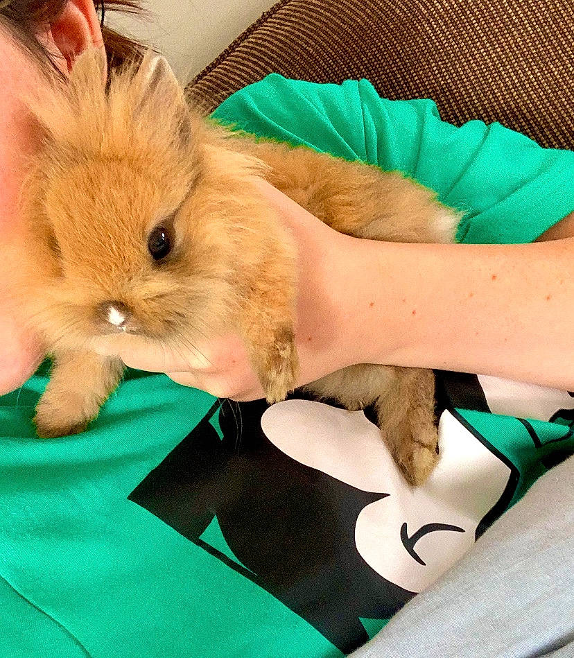 Popy participe au concours pour gagner de l'argent avec cette photo : angora_rabbit, domestic_rabbit, ear, easter_bunny, fawn, fur, hare, rabbit, rabbits_and_hares, skin, whiskers