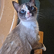 Opossum is registered to the contest to win money with this photo: cat, blue_eyes, fur, whiskers, indoor, curious, sitting, close_up, pet, animal, looking_up, tabby, white_paws, face, ears, nose, feline, domestic_cat, soft, cute