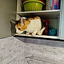 Mitsou a rejoint le concours — aidez-le/la à gagner de superbes lots ! animal, black, cabinet, calico_cat, cat, cereal_box, colander, container, counter, curious, feline, fur, household, indoor, kitchen, orange, pet, shelf, tiles, white