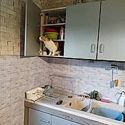 Mitsou a rejoint le concours — aidez-le/la à gagner de superbes lots ! cabinet, calico_cat, cat, cleaning_cloth, cleaning_sponge, countertop, cupboard, curious_cat, dish_rack, dishes, food_containers, household, indoor, kitchen, open_cabinet, pet, plastic_bowl, sink, wall_tiles, water_faucet