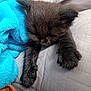Mimousse participe au concours pour gagner de l'argent avec cette photo : kitten, black_cat, sleeping, paws, blanket, blue_blanket, quilt, cozy, fur, pet, animal, relaxing, cute, small, indoor, resting, soft, closeup, nap, feline