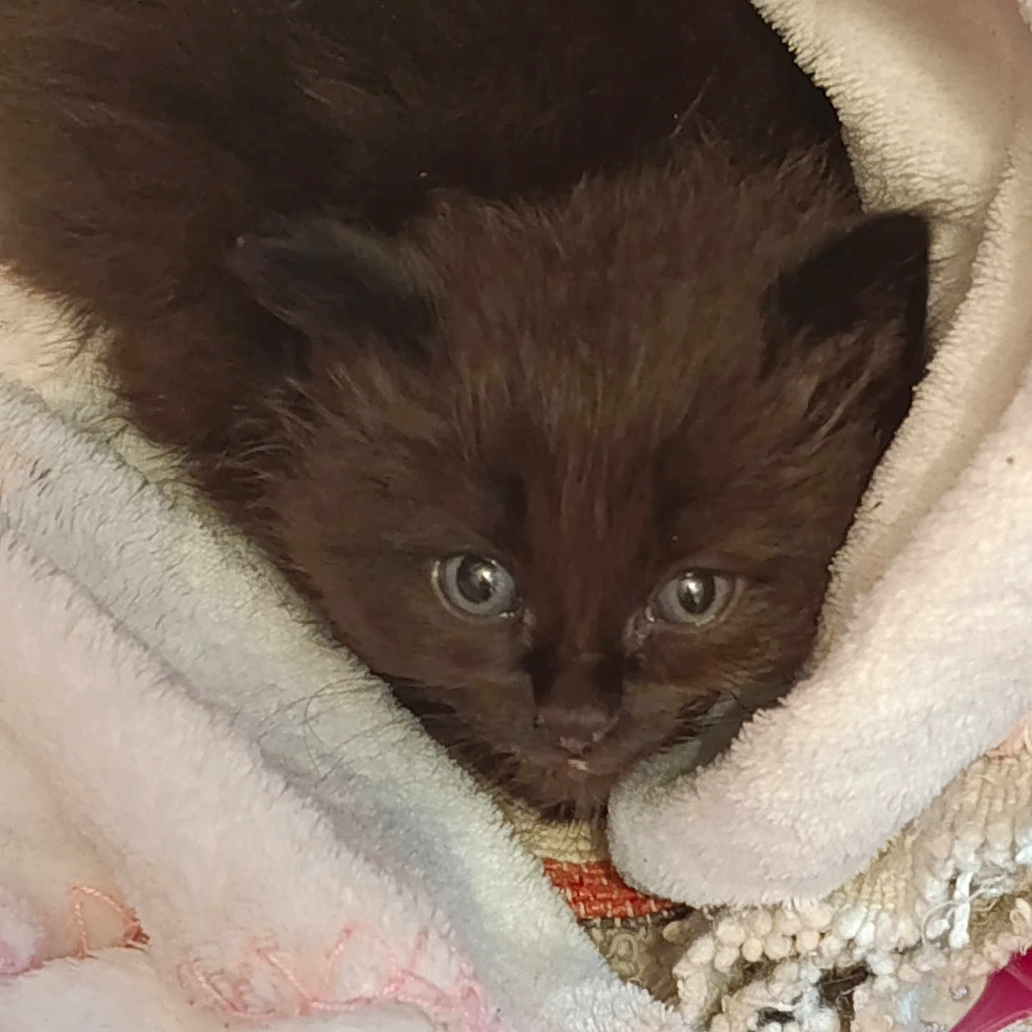 Mimousse participe au concours pour gagner de l'argent avec cette photo : animal, blanket, brown_fur, cat, closeup, comfort, cozy, curious, cute, domestic, fur, indoors, kitten, pet, resting, sleepy, small, snuggle, soft_texture, young