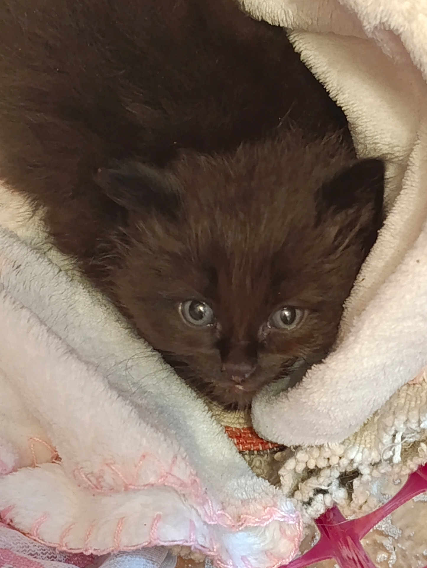 Mimousse participe au concours pour gagner de l'argent avec cette photo : kitten, cat, brown_fur, blanket, cozy, soft_texture, pet, animal, cute, small, young, fur, indoors, resting, curious, closeup, comfort, snuggle, sleepy, domestic