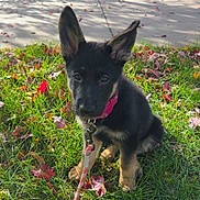 Lucy is registered to the contest to win money with this photo: dog, puppy, german_shepherd, grass, leash, collar, autumn, leaves, tree, suburban, sidewalk, house, outdoor, pet, young_dog, sitting, ears, daylight, nature, cute