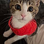 cat, kitten, pet, animal, feline, wide_eyes, curious, red_sweater, whiskers, close_up, indoor, soft_fur, cute, adorable, looking_up, domestic_animal, young_cat, portrait, blurred_background, pink_nose