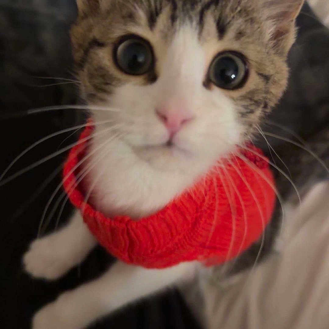 Ollie Aster joined the competition — help win amazing prizes! adorable, animal, blurred_background, cat, close_up, curious, cute, domestic_animal, feline, indoor, kitten, looking_up, pet, pink_nose, portrait, red_sweater, soft_fur, whiskers, wide_eyes, young_cat