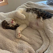 Ollie Aster is registered to the contest to win money with this photo: cat, fluffy_blanket, indoor, window, natural_light, relaxed, sleepy, paw, fur, bed, cozy, tabby, white_fur, pink_nose, pink_paw_pads, resting, pet, domestic_cat, home, soft_texture