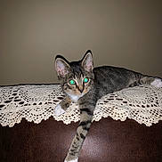 Snickers is registered to the contest to win money with this photo: animal, brown, cat, crochet, cute, doily, eyes, feline, glowing, indoor, kitten, leather, paw, pet, resting, sofa, stretching, tabby, white, young