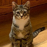 Sickers joined the competition — help win amazing prizes! cat, closeup, cute, ears, feline, green_eyes, hardwood_floor, home_interior, indoor, looking_at_camera, muzzle, paws, pet, portrait, sitting, stripes, tabby, tail, whiskers, white_chest