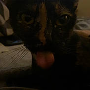 Silencia is registered to the contest to win money with this photo: cat, tortoiseshell, close_up, tongue, whiskers, indoor, dim_light, bed, blanket, fur, pet, animal, face, cute, domestic_animal, feline, muzzle, eyes, sleepy, relaxed