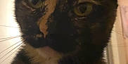 Silencia joined the competition — help win amazing prizes! cat, tortoiseshell, close_up, indoor, pet, animal, fur, whiskers, ears, face, eyes, domestic_cat, closeup, feline, curious, portrait, mammal, looking, household, cute