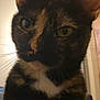 cat, tortoiseshell, close_up, indoor, pet, animal, fur, whiskers, ears, face, eyes, domestic_cat, closeup, feline, curious, portrait, mammal, looking, household, cute