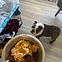 Benny is registered to the contest to win money with this photo: bulldog, dog, dog_food, food_bowl, crate, blanket, floor, wooden_floor, indoor, pet, animal, canine, expectant, looking_up, metal_bowl, home, cozy, kitchen, feeding_time, domestic