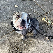 Benny joined the competition — help win amazing prizes! bulldog, puppy, dog, leash, outdoor, concrete, curious, sitting, pet, animal, brown, white, black, ears, face, ground, twigs, leaves, daylight, closeup