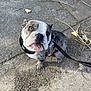 bulldog, puppy, dog, leash, outdoor, concrete, curious, sitting, pet, animal, brown, white, black, ears, face, ground, twigs, leaves, daylight, closeup