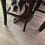 bulldog, dog, pet, indoor, wooden_chair, floor, animal, looking_up, brown, white, seated, furniture, legs, canine, household, cute, expression, closeup, domestic, companion