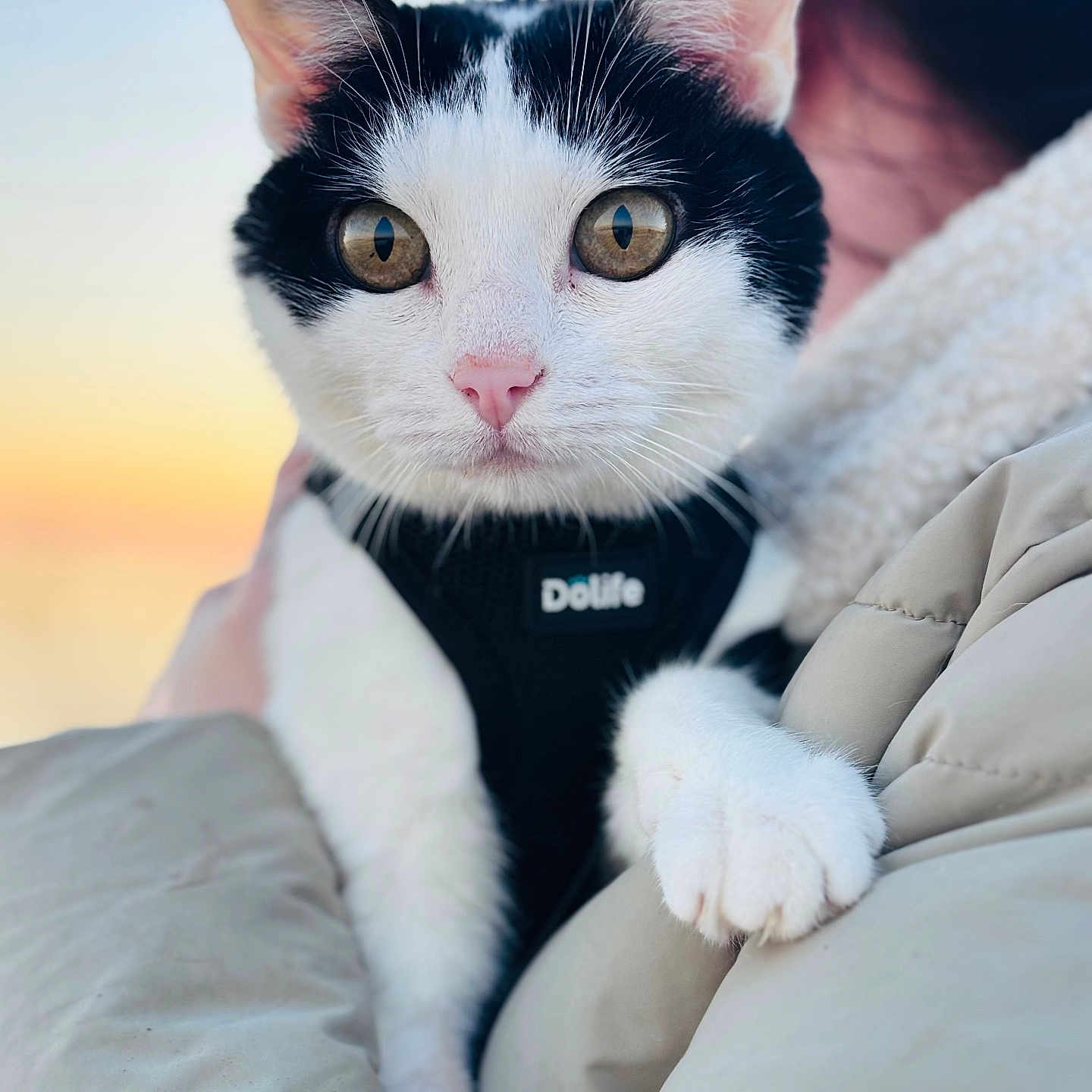 Maya participe au concours pour gagner de l'argent avec cette photo : animal, black_and_white, cat, close_up, coat, curious, cute, fur, hand, holding, jacket, outdoor, person, pet, pink_nose, portrait, sunset, warm_light, whiskers, wide_eyes