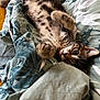 Arry participe au concours pour gagner de l'argent avec cette photo : kitten, cat, tabby, pet, animal, bed, blanket, fur, whiskers, paw, playful, cute, resting, cozy, indoor, young, curious, soft, striped, relaxed