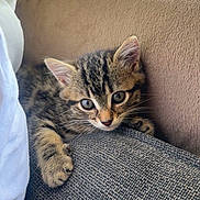 Arry a rejoint le concours — aidez-le/la à gagner de superbes lots ! kitten, tabby, cat, feline, pet, cute, young, fur, whiskers, paws, couch, cushion, indoor, cozy, resting, curious, closeup, animal, domestic, soft