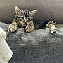 Arry a rejoint le concours — aidez-le/la à gagner de superbes lots ! kitten, cat, tabby, feline, pet, animal, cute, couch, gray, texture, indoor, relaxing, fur, whiskers, paws, small, young, curious, resting, cozy