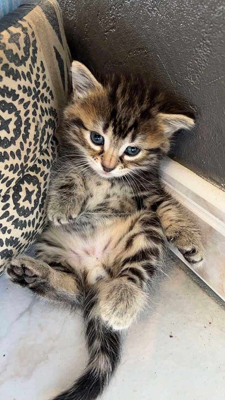 Arry a rejoint le concours — aidez-le/la à gagner de superbes lots ! kitten, cat, tabby, feline, cute, pet, animal, fluffy, small, indoor, resting, paw, tail, blue_eyes, patterned_cushion, wall, floor, young, adorable, fur