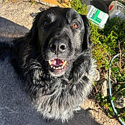 Loki Chafino participe au concours pour gagner de l'argent avec cette photo : animal, black_dog, canine, closeup, concrete, daylight, dog, eyes, face, friendly, fur, garden, happy, nature, nose, outdoor, pet, plants, smiling, sunlight