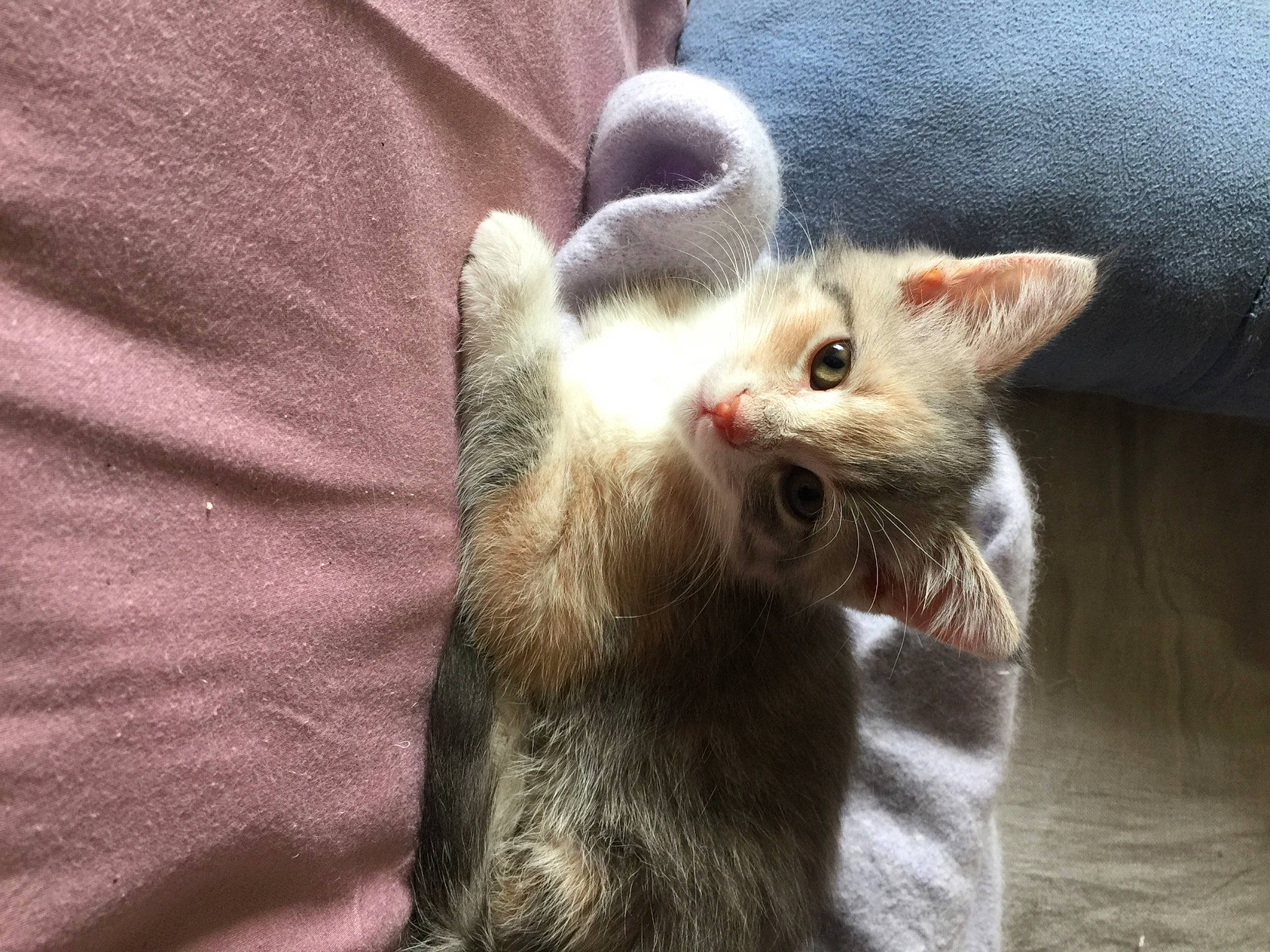 Amy a rejoint le concours — aidez-le/la à gagner de superbes lots ! carnivore, cat, cat_supply, claw, comfort, domestic_short_haired_cat, fang, fawn, felidae, fur, paw, small_to_medium_sized_cats, snout, tail, terrestrial_animal, whiskers