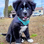 Diego F. Mccauley is registered to the contest to win money with this photo: puppy, dog, blue_eyes, bandana, harness, outdoor, grass, tree, house, car, pet, cute, animal, sitting, leash, black_fur, white_fur, tongue_out, suburban, daytime