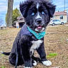 puppy, dog, blue_eyes, bandana, harness, outdoor, grass, tree, house, car, pet, cute, animal, sitting, leash, black_fur, white_fur, tongue_out, suburban, daytime