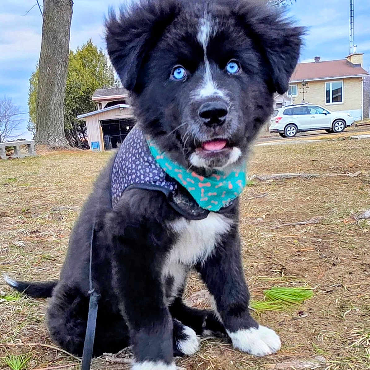 Diego F. Mccauley is registered to the contest to win money with this photo: puppy, dog, blue_eyes, bandana, harness, outdoor, grass, tree, house, car, pet, cute, animal, sitting, leash, black_fur, white_fur, tongue_out, suburban, daytime
