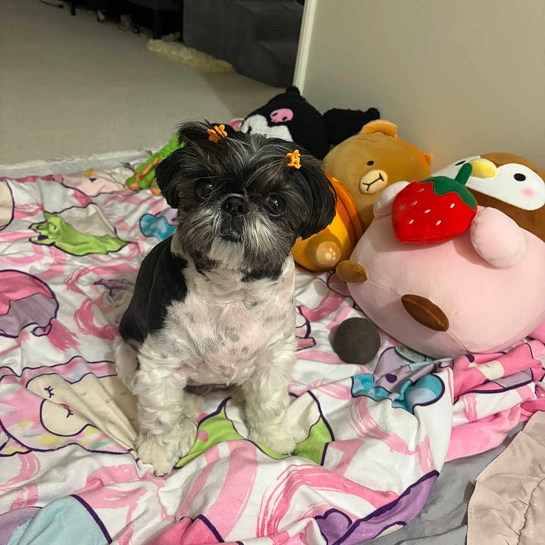 Bella is registered to the contest to win money with this photo: accessories, bear, bedroom, blanket, carpet, colorful, cute, dog, fur, hair_bow, indoor, owl, pet, plush_toy, portrait, shih_tzu, sitting, small_dog, stuffed_animal, toy_strawberry