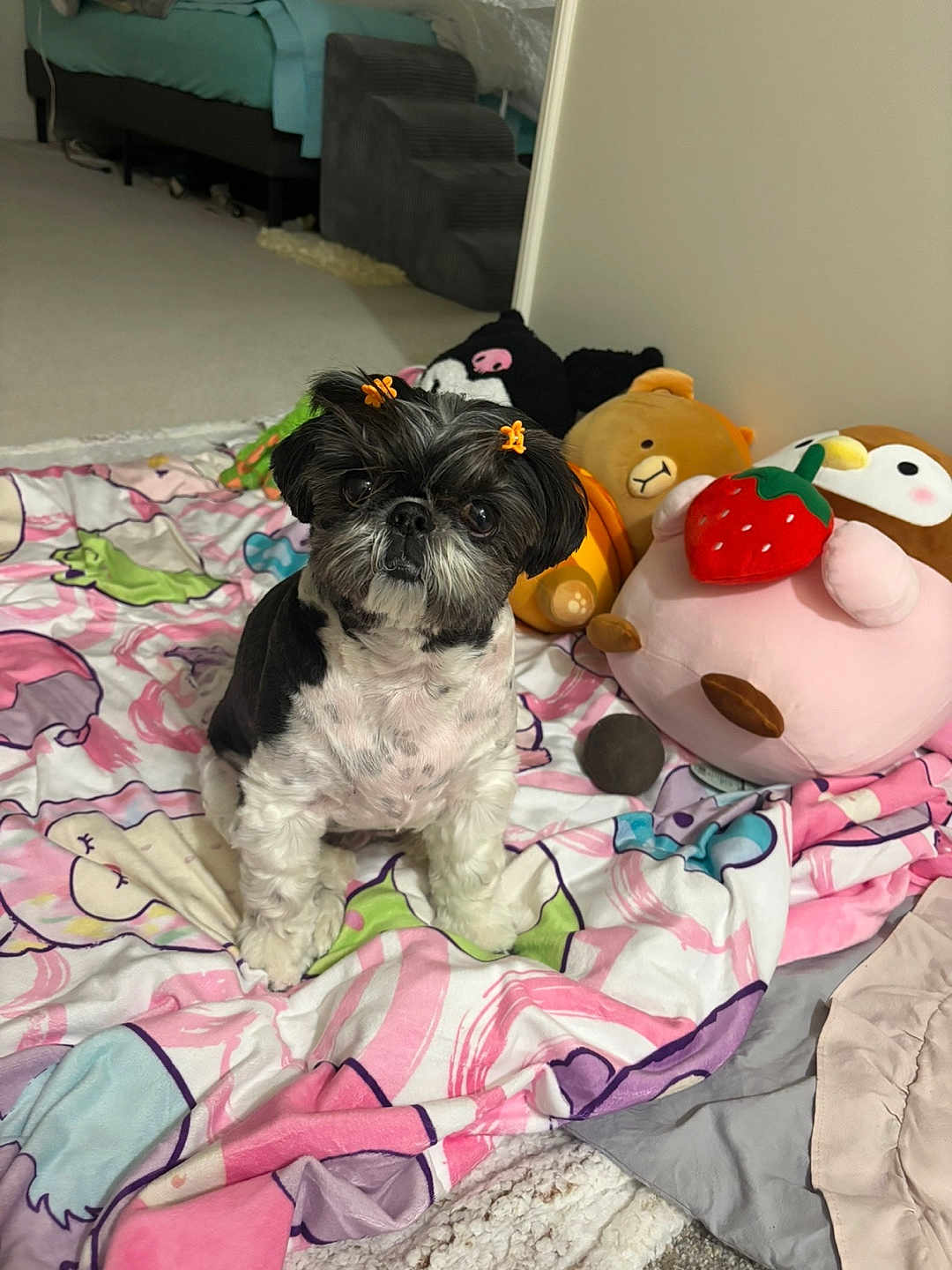 Bella is registered to the contest to win money with this photo: dog, shih_tzu, pet, plush_toy, stuffed_animal, blanket, bedroom, toy_strawberry, bear, owl, cute, small_dog, fur, hair_bow, accessories, portrait, indoor, carpet, colorful, sitting